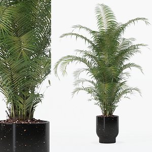 3D Areca palm in modern flower pot model