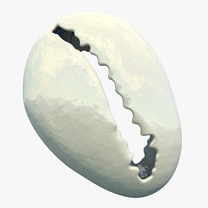 Cowrie Shell