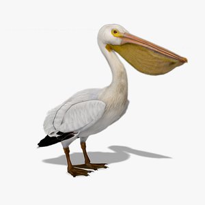 3D pelican