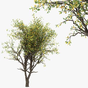 3D Asian persimmon model