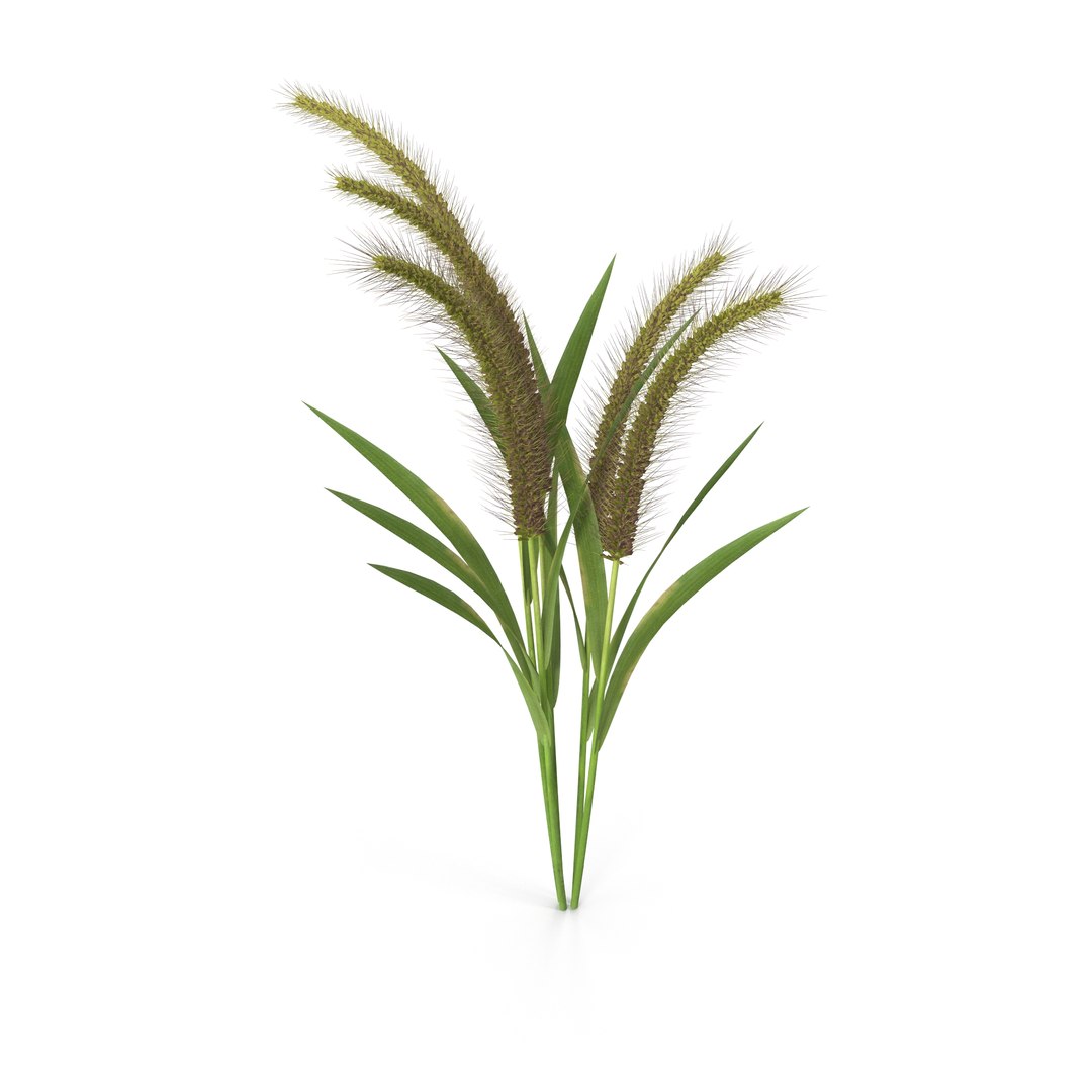 3D Grass Giant Foxtail Bush Model - TurboSquid 2206602