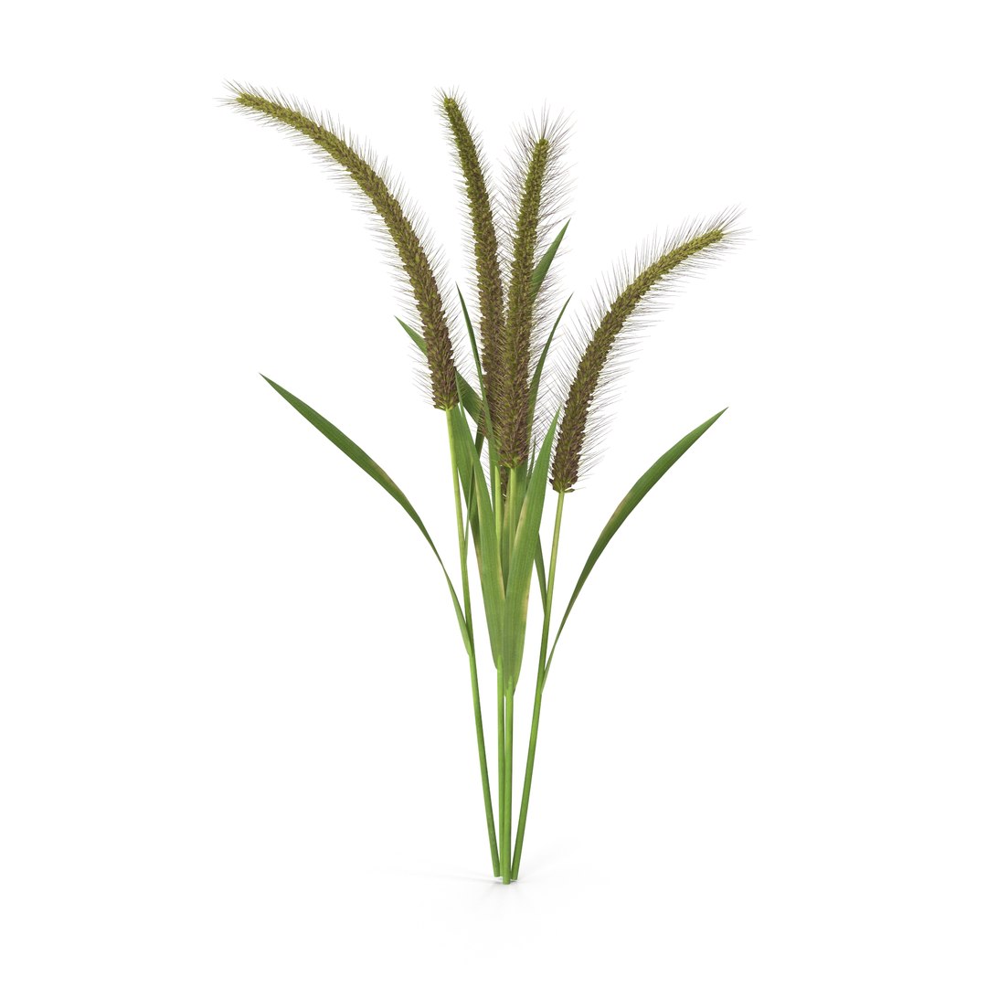 3D Grass Giant Foxtail Bush Model - TurboSquid 2206602