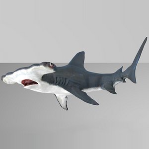3D model hammerhead shark rigged l587