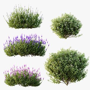 AV Ligustrum Ovalifolium Argenteum Aureum and Lavandula Pedunculata Atlantica Stoechas Subpedunculat 3D model