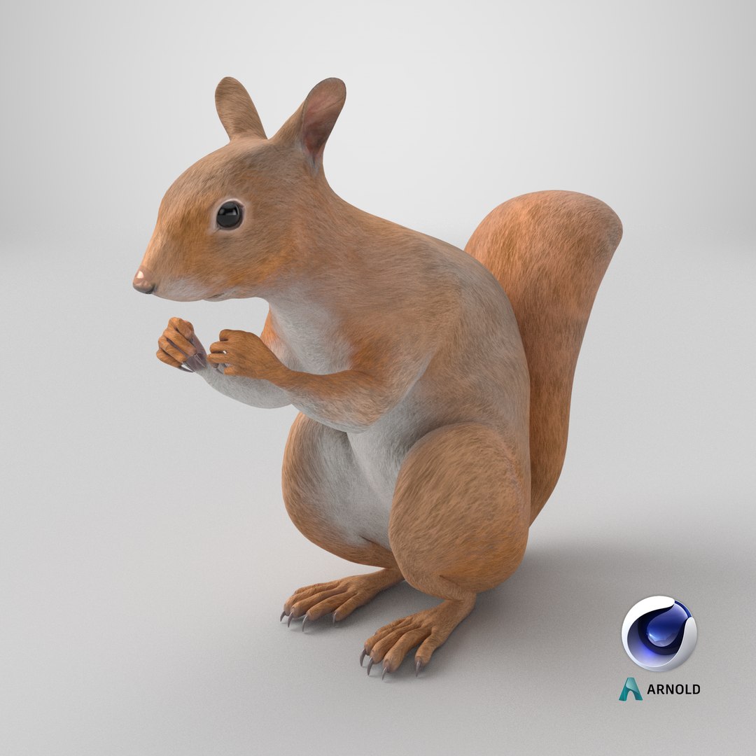 3D model Red Squirrel in a Sitting Pose https://p.turbosquid.com/ts-thumb/T6/Zn1twj/A7/stemcell_cinema_4d_arnold_render/png/1724788506/1920x1080/fit_q87/4ed156c86f61aadc1afbcdd535eececa0826f2f5/stemcell_cinema_4d_arnold_render.jpg