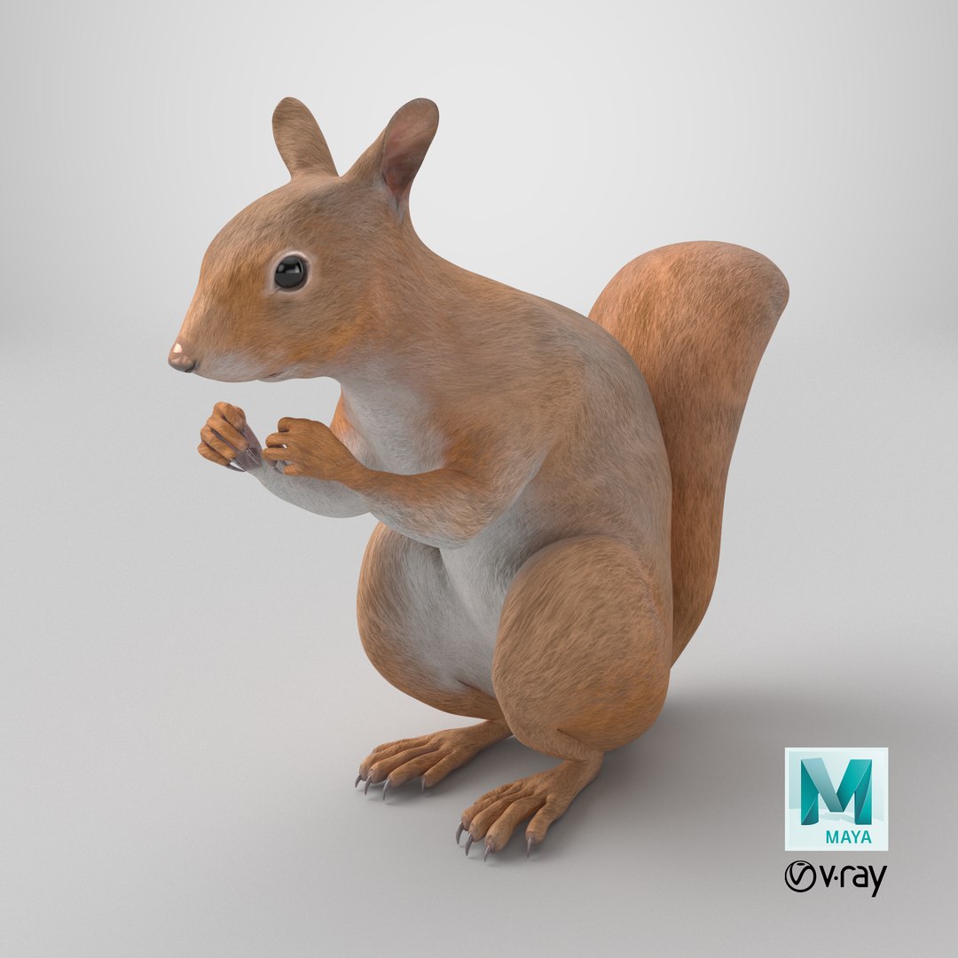 3D model Red Squirrel in a Sitting Pose https://p.turbosquid.com/ts-thumb/T6/Zn1twj/Iz/stemcell_maya_vray_render/png/1724788504/1920x1080/fit_q87/994af7f6639db42fefef762a3021643a64a41b23/stemcell_maya_vray_render.jpg