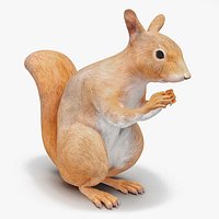 Red Squirrel in a Sitting Pose