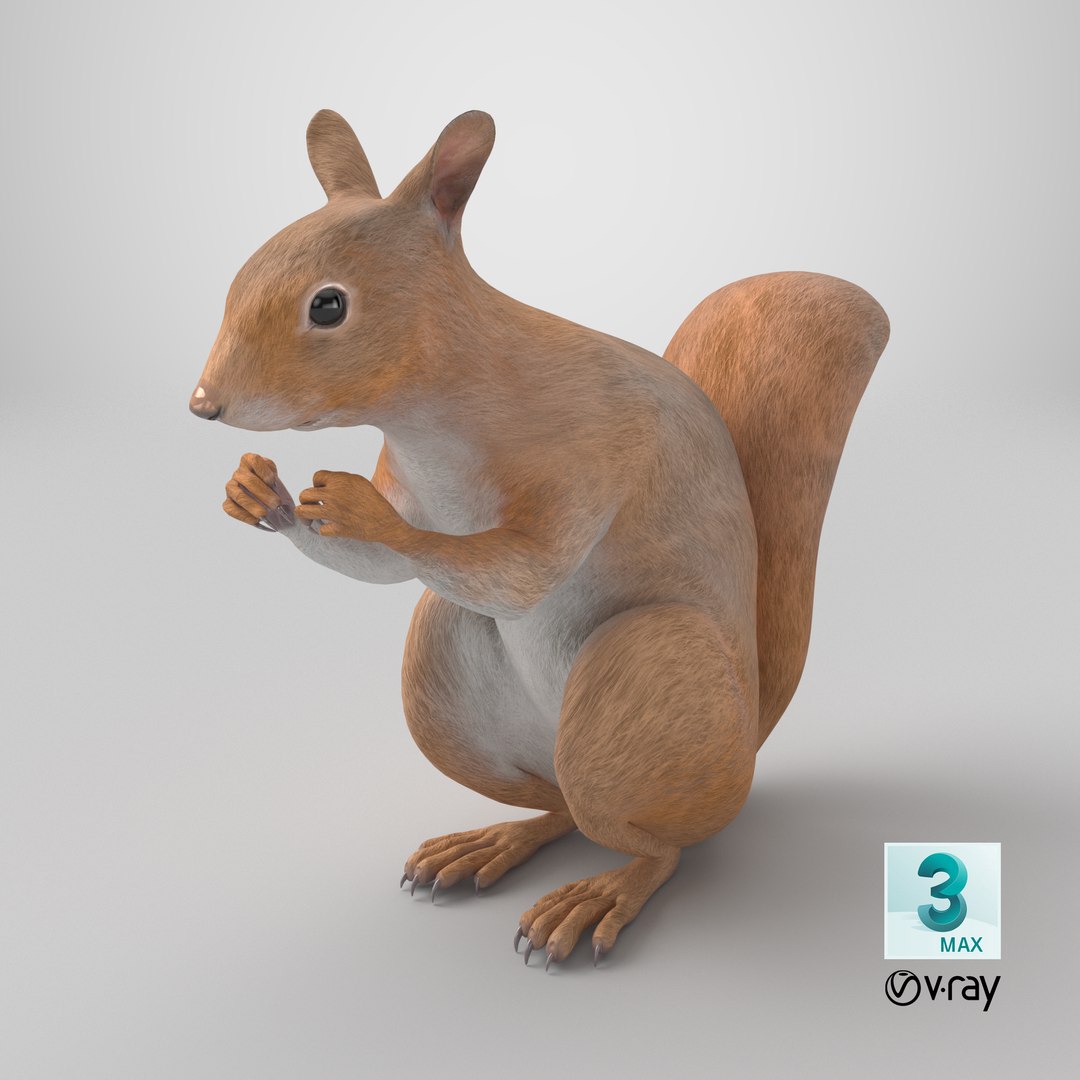 3D model Red Squirrel in a Sitting Pose https://p.turbosquid.com/ts-thumb/T6/Zn1twj/Yb/stemcell_max_vray_render/png/1724788511/1920x1080/fit_q87/688289da001acf317130ce9c97e631a6bb5be536/stemcell_max_vray_render.jpg
