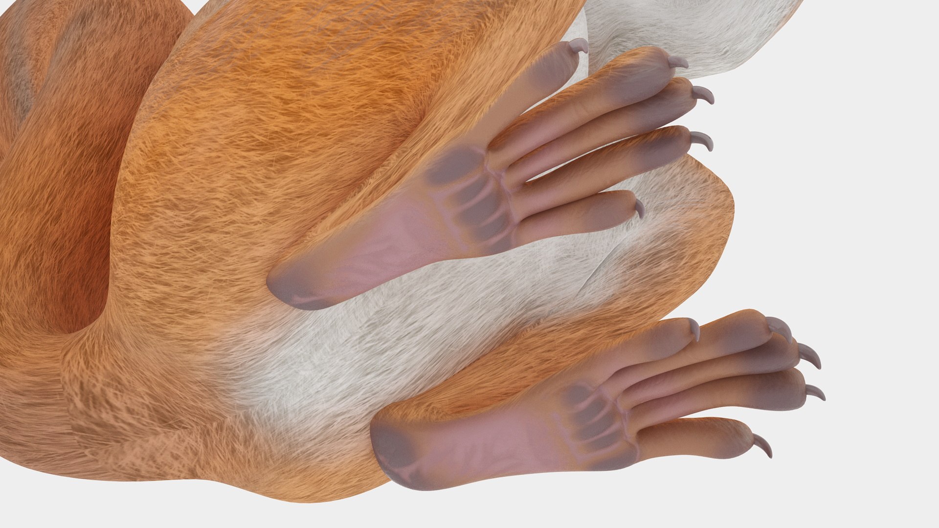 3D model Red Squirrel in a Sitting Pose https://p.turbosquid.com/ts-thumb/T6/Zn1twj/uP/redsquirrelinasittingposevray3dmodel016/jpg/1723013971/1920x1080/fit_q87/afbf0b53c72554b8a569bc7197da098503e99e66/redsquirrelinasittingposevray3dmodel016.jpg