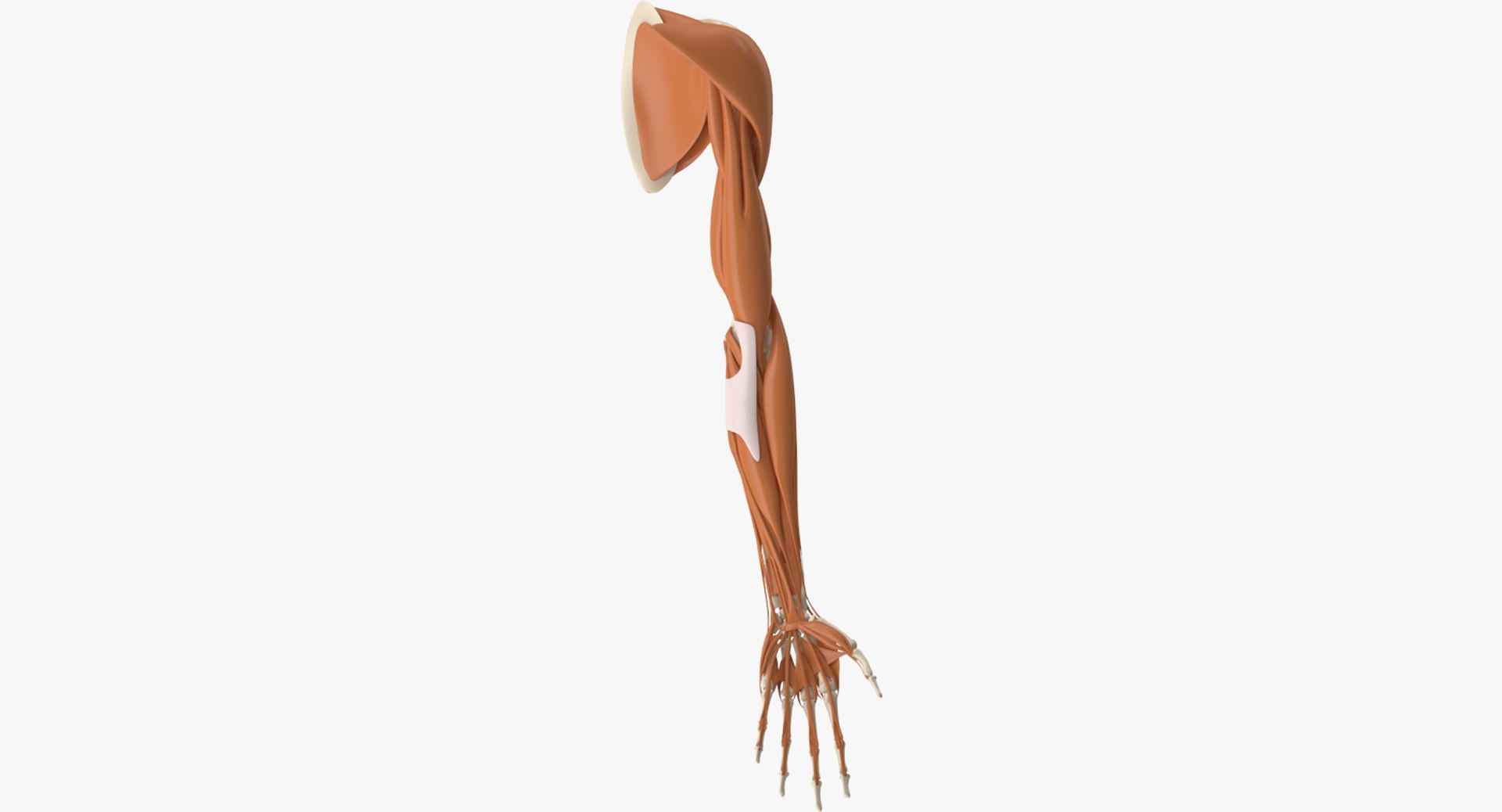 Human Arm 3d Model