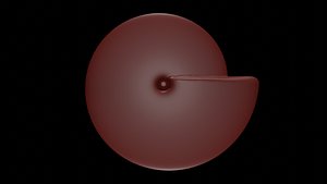 3D Ammonoid shell involute and compressed Prodromites model