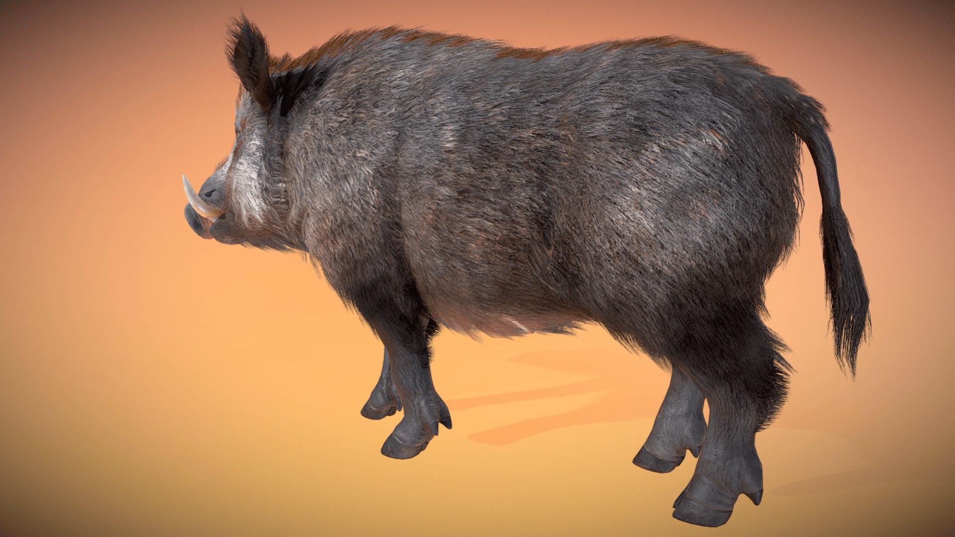 Boar Realistic Rigged And Animated - Highly Detailed Model Model ...
