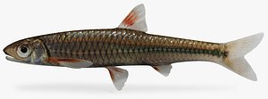 3d model notropis spectrunculus sawfin shiner