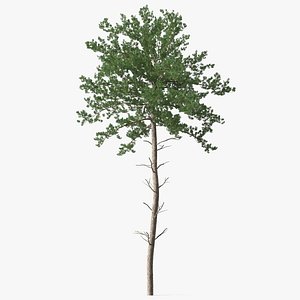 Pine Tree
