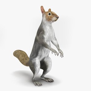 Gray Squirrel in Standing Pose 3D model