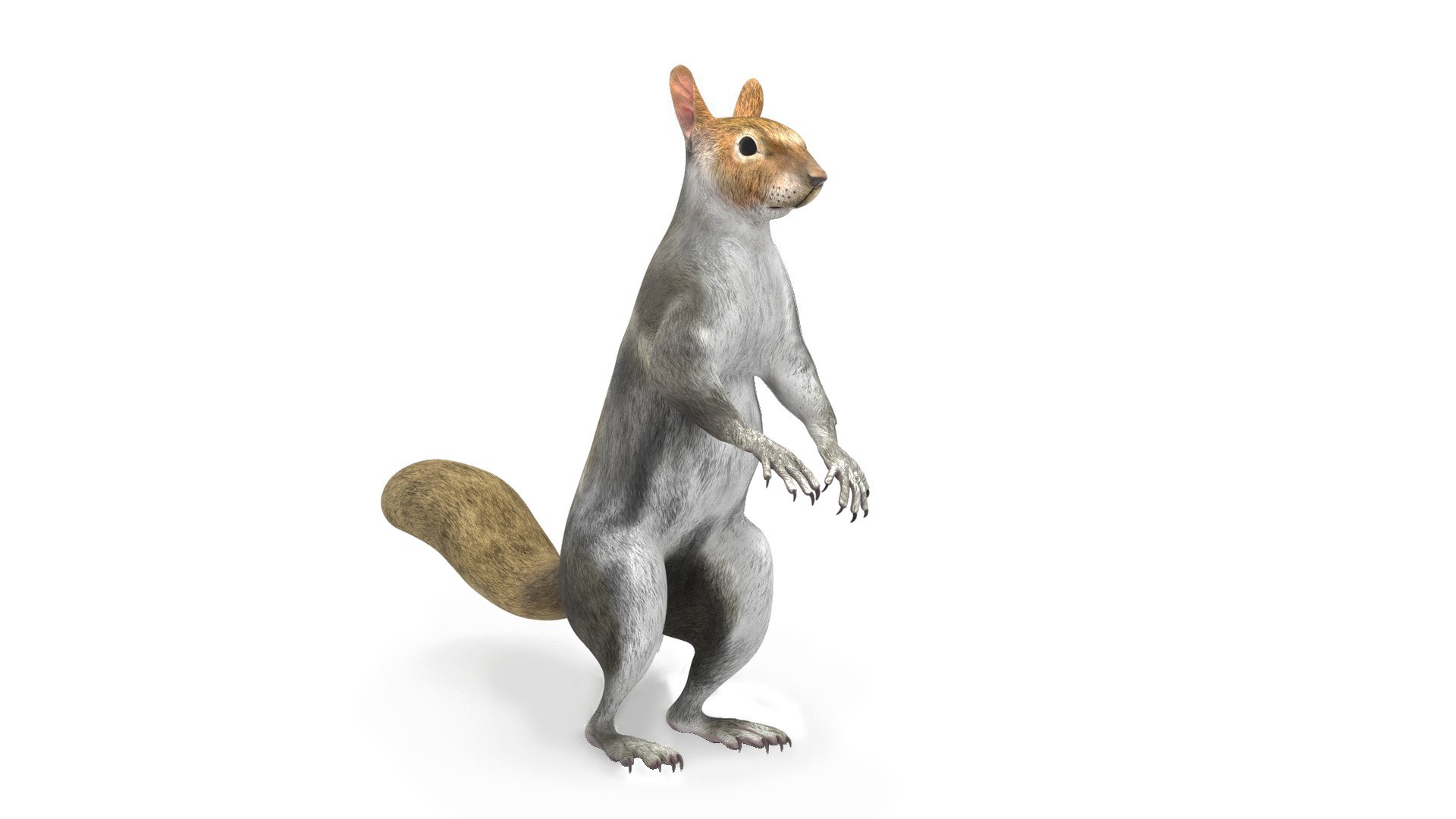 Gray Squirrel in Standing Pose 3D model preview