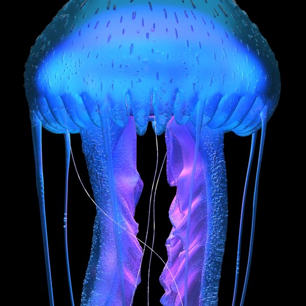 3D purple-striped jellyfish pelagia noctiluca - TurboSquid 1442126