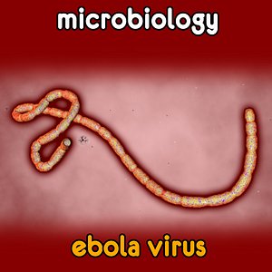 3d ebola virus