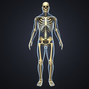 body skeleton 3D model