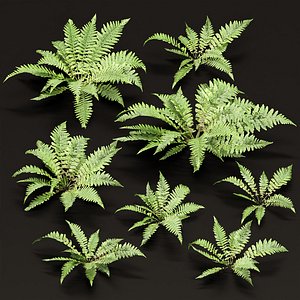 3D Low Poly Fern Plants Collection vol 217 model