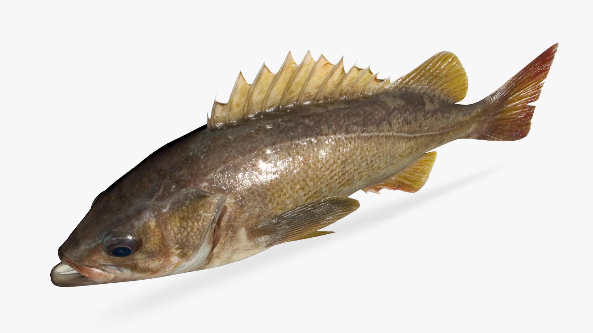 3D rockfish yellowtail fish https://p.turbosquid.com/ts-thumb/T7/xeog94/02/4/jpg/1610892039/1920x1080/fit_q87/75fb2f2b3f2b4680d5e5e9b3f581a1c633523454/4.jpg
