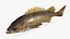 Yellowtail Rockfish