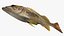 Yellowtail Rockfish