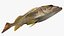 Yellowtail Rockfish
