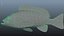 Yellowtail Rockfish