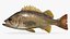 Yellowtail Rockfish