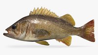 Yellowtail Rockfish