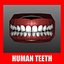 Human Teeth