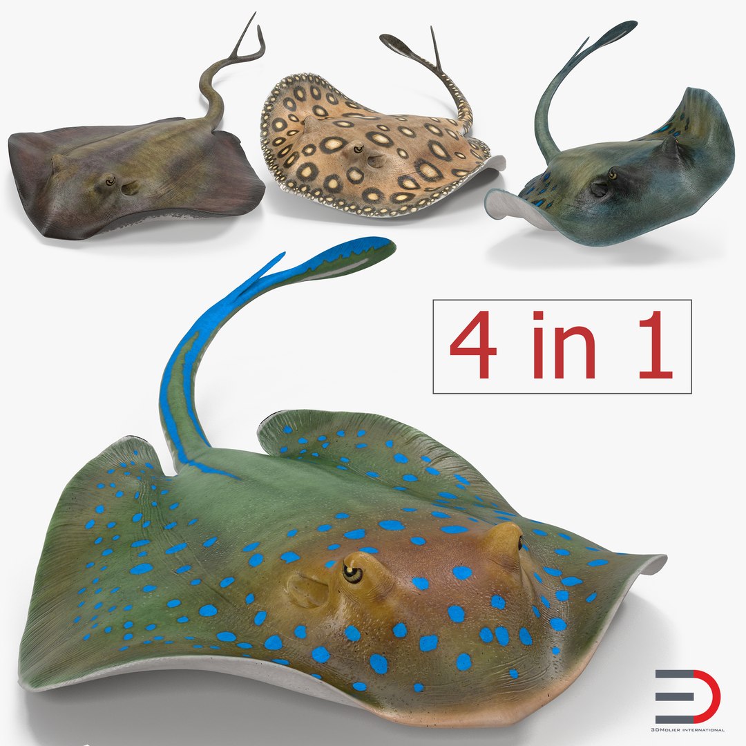 Stingray Rigged 3D Models Collection 3D model preview