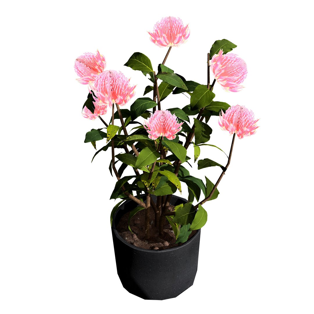 3D Australian Flora 3D Pack https://p.turbosquid.com/ts-thumb/T8/42MVaE/0e/australianwaratahfloweringplant1/jpg/1744109703/1920x1080/fit_q87/6c48ad32e153e14835f198f9dd3db5f512bdf4e4/australianwaratahfloweringplant1.jpg