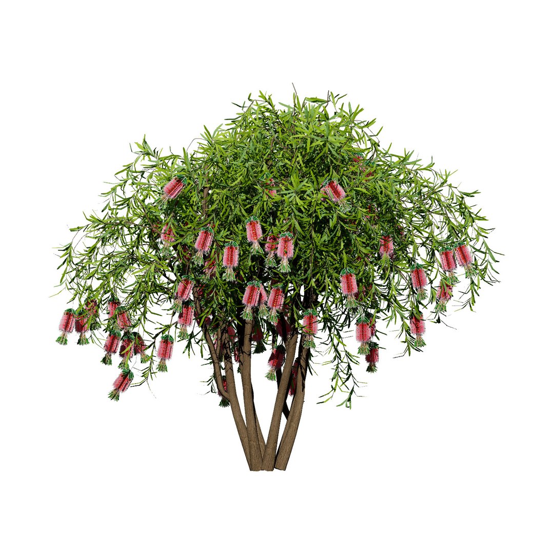 3D Australian Flora 3D Pack https://p.turbosquid.com/ts-thumb/T8/42MVaE/3n/vibrantbottlebrush3dmodels1/jpg/1744109712/1920x1080/fit_q87/bc31f24f4af337a496fb71af6c5eadde8ef8cdf0/vibrantbottlebrush3dmodels1.jpg