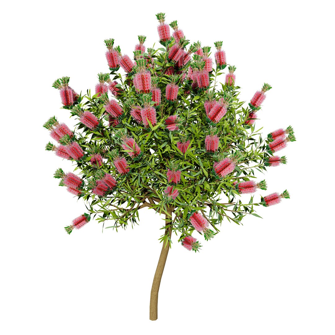 3D Australian Flora 3D Pack https://p.turbosquid.com/ts-thumb/T8/42MVaE/4a/vibrantbottlebrush3dmodels9/jpg/1744109714/1920x1080/fit_q87/7f87f32e66f4bf00aa18b3a9a5f0aed7e68550b4/vibrantbottlebrush3dmodels9.jpg