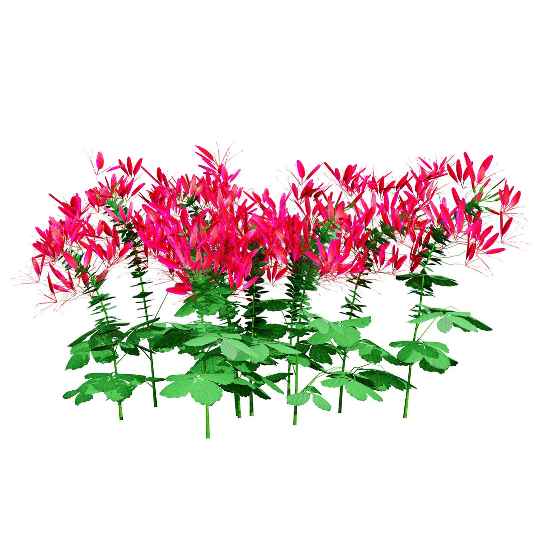 3D Australian Flora 3D Pack https://p.turbosquid.com/ts-thumb/T8/42MVaE/5d/australianspiderflowerbush13/jpg/1744109695/1920x1080/fit_q87/7c534659cc0cdb1cbd4c7aef9e5b9f0760c98994/australianspiderflowerbush13.jpg