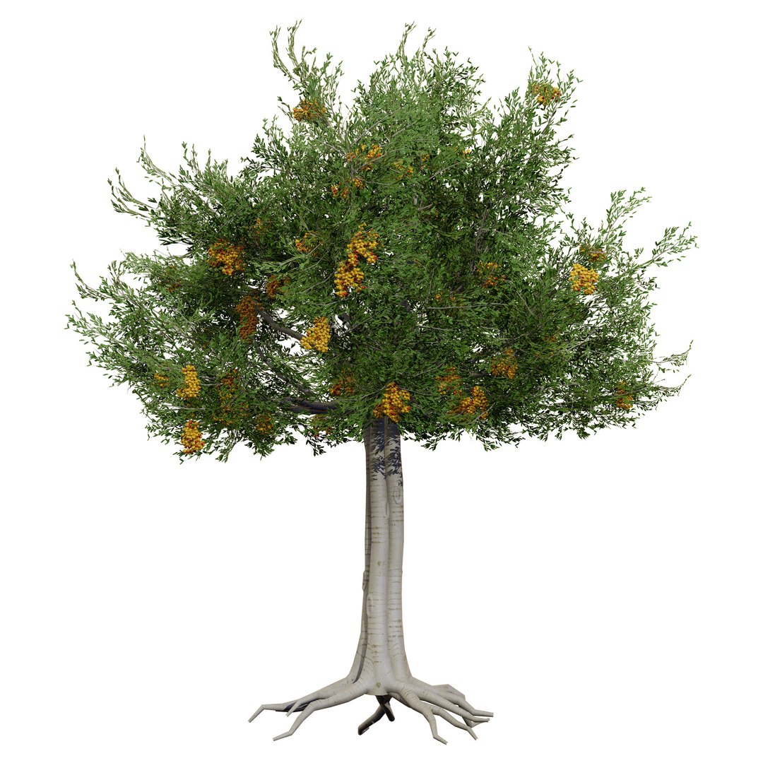 3D Australian Flora 3D Pack https://p.turbosquid.com/ts-thumb/T8/42MVaE/6B/australiancupaniopsisanacardioidestrees1/jpg/1744109624/1920x1080/fit_q87/7770bc811c44d9a2bfe4a4ec6d9cac45953a8a75/australiancupaniopsisanacardioidestrees1.jpg