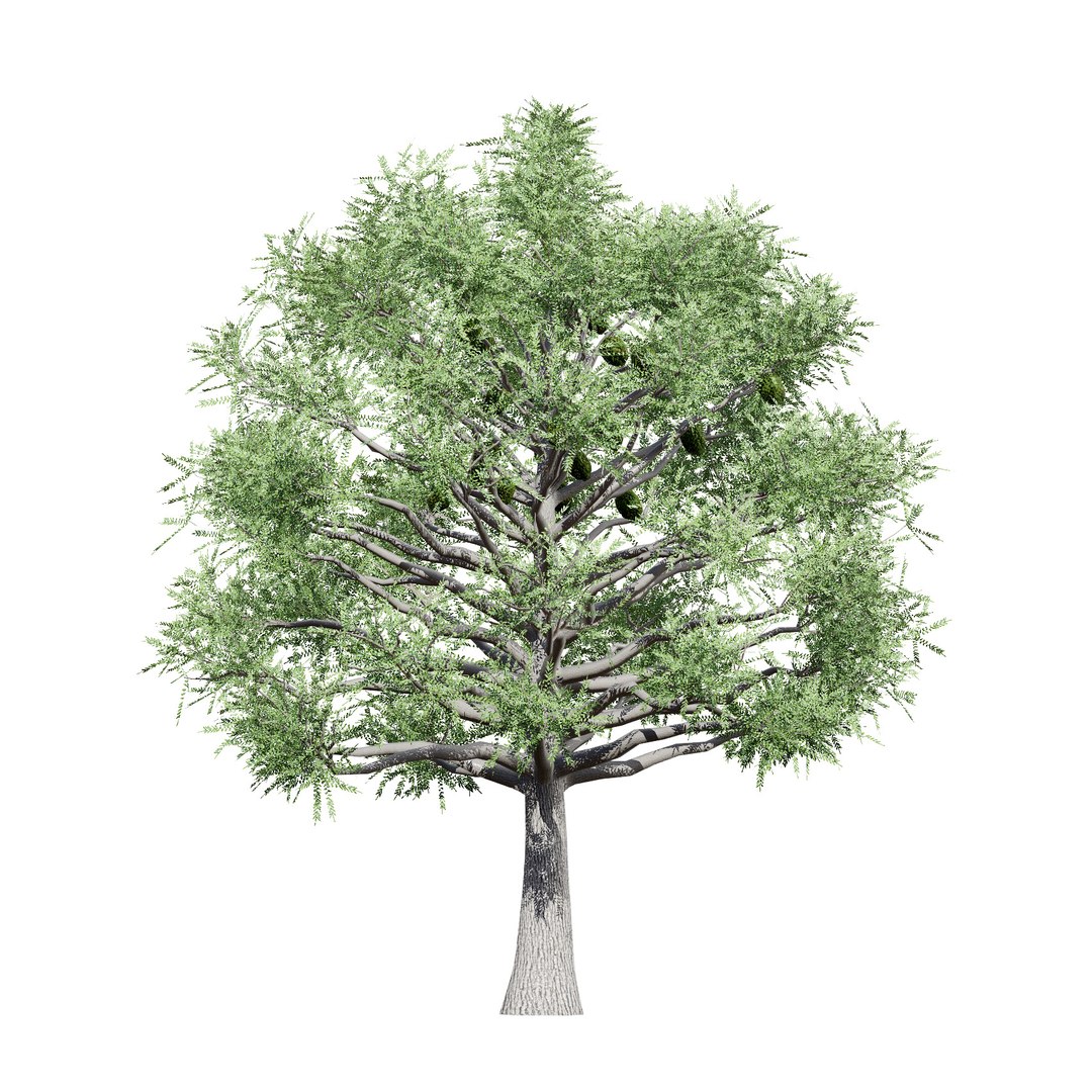3D Australian Flora 3D Pack https://p.turbosquid.com/ts-thumb/T8/42MVaE/7r/australianbunyapinetrees17/jpg/1744109617/1920x1080/fit_q87/d9aace81e6e5b2db4eddb00767d24fb5e4e8b2fe/australianbunyapinetrees17.jpg