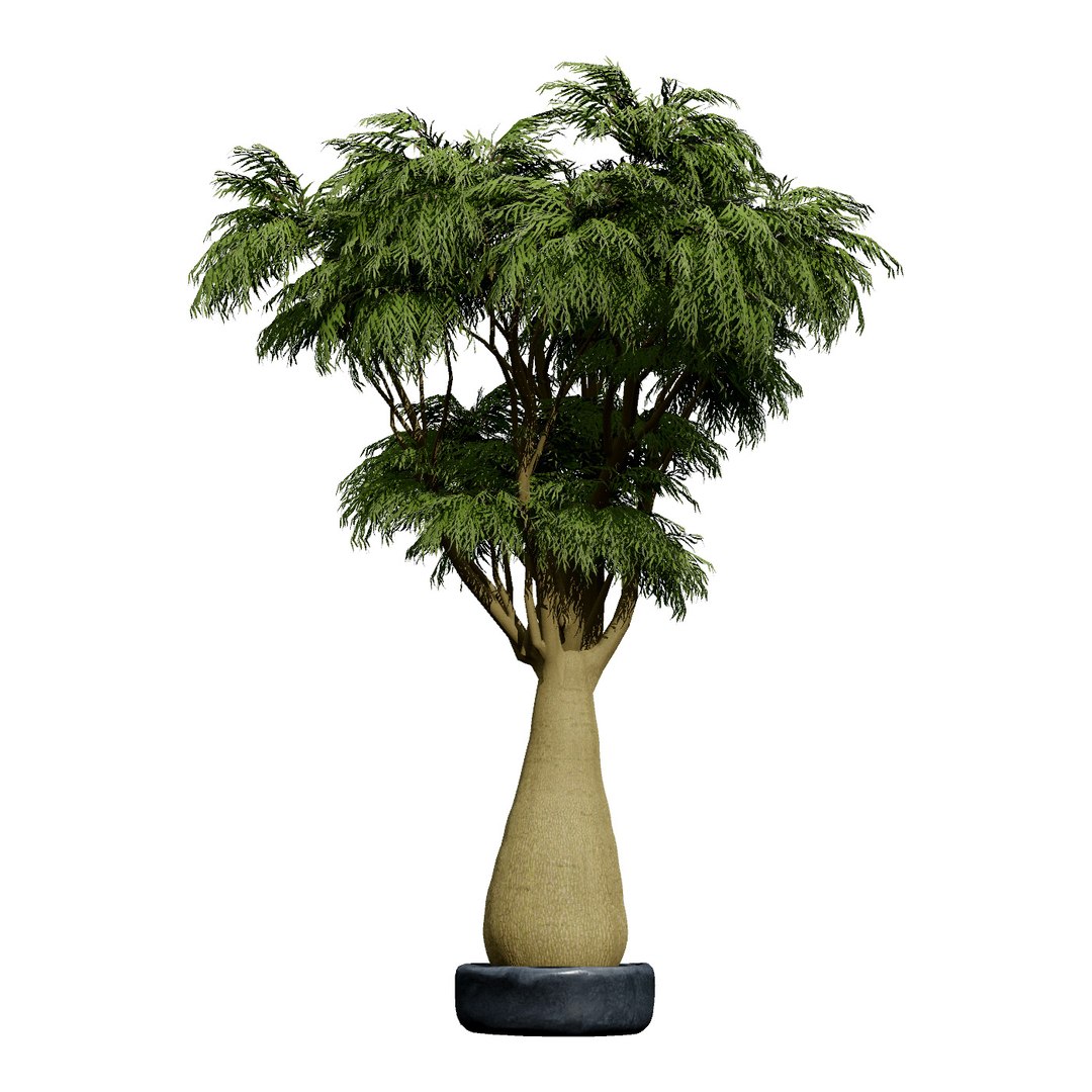 3D Australian Flora 3D Pack https://p.turbosquid.com/ts-thumb/T8/42MVaE/8n/australianbrachychitonrupestris12/jpg/1744109616/1920x1080/fit_q87/bb4ffc37d685e86ac37cc6abbec929af24c3197d/australianbrachychitonrupestris12.jpg