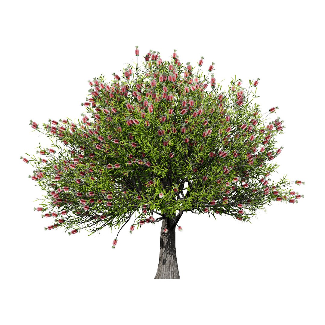 3D Australian Flora 3D Pack https://p.turbosquid.com/ts-thumb/T8/42MVaE/9D/vibrantbottlebrush3dmodels13/jpg/1744109714/1920x1080/fit_q87/6b5e4a9b917992cbc4f16b6b8e1d219f49e46a36/vibrantbottlebrush3dmodels13.jpg
