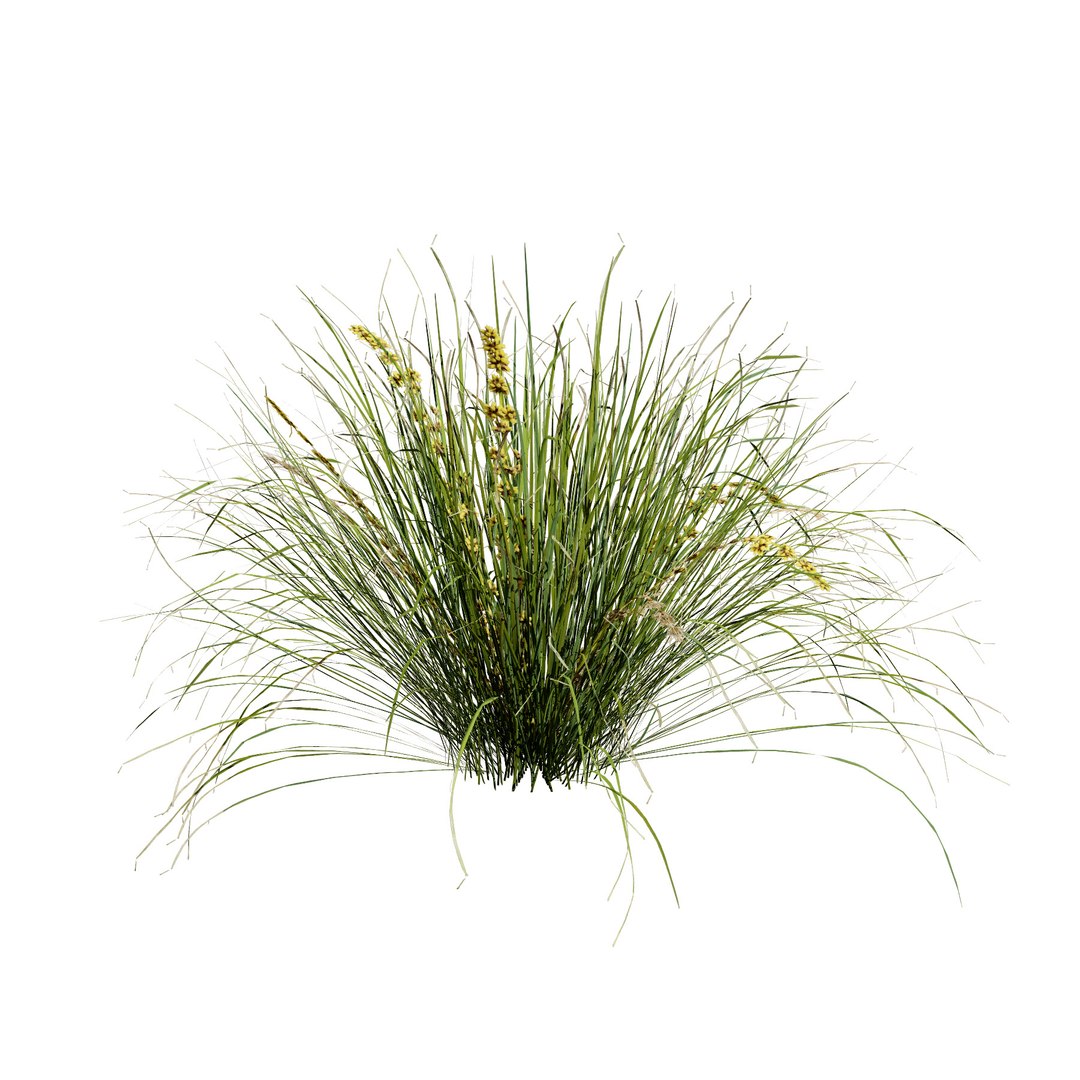 3D Australian Flora 3D Pack https://p.turbosquid.com/ts-thumb/T8/42MVaE/Bg/australianlomandralongifoliapack6/jpg/1744109693/1920x1080/fit_q87/e13e881604d01fbb87c10a7a8bf840445e16a33d/australianlomandralongifoliapack6.jpg