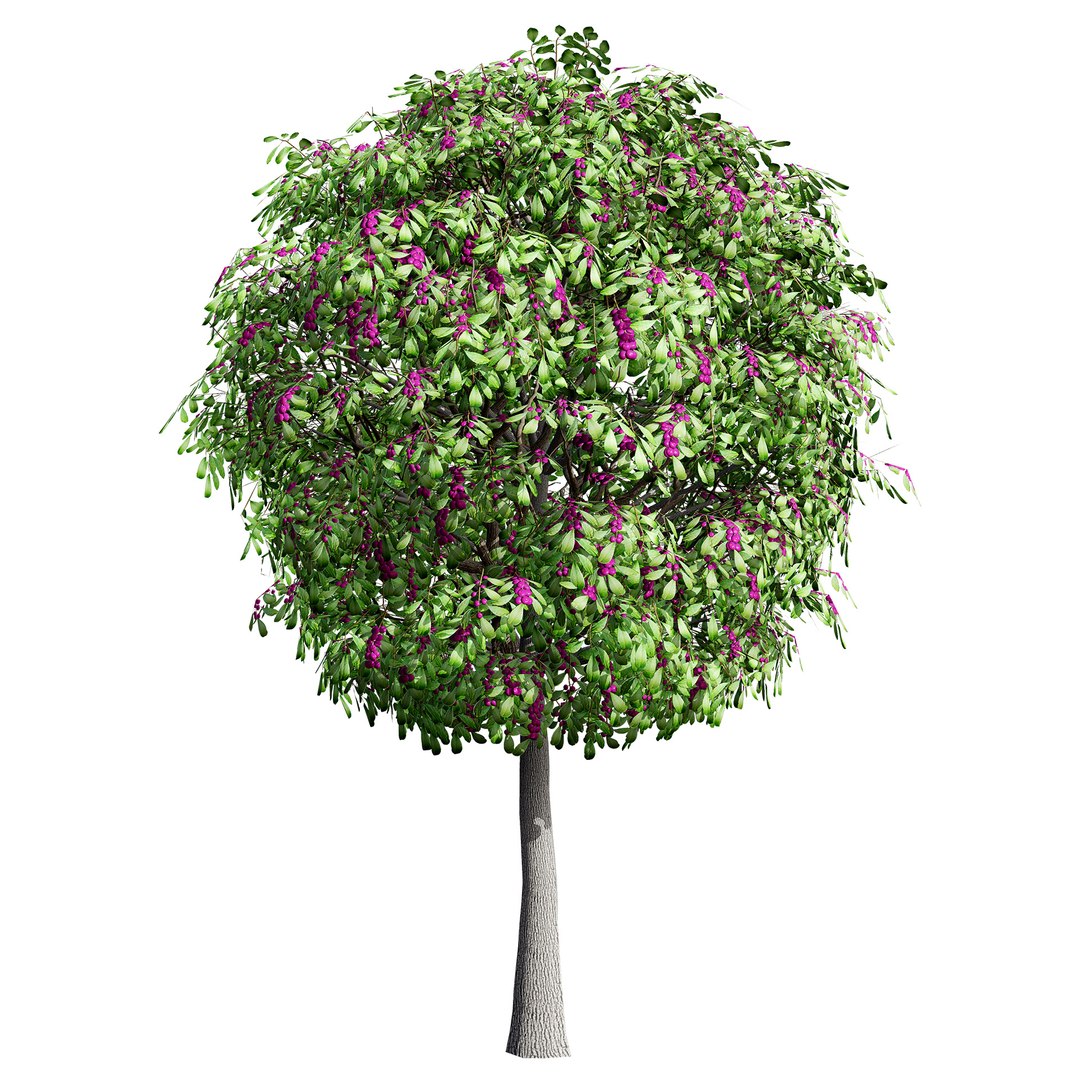 3D Australian Flora 3D Pack https://p.turbosquid.com/ts-thumb/T8/42MVaE/D0/australianlillypillyfruitplant11/jpg/1744109691/1920x1080/fit_q87/812f87bac3225a9788026532963181ddce9f5b4f/australianlillypillyfruitplant11.jpg