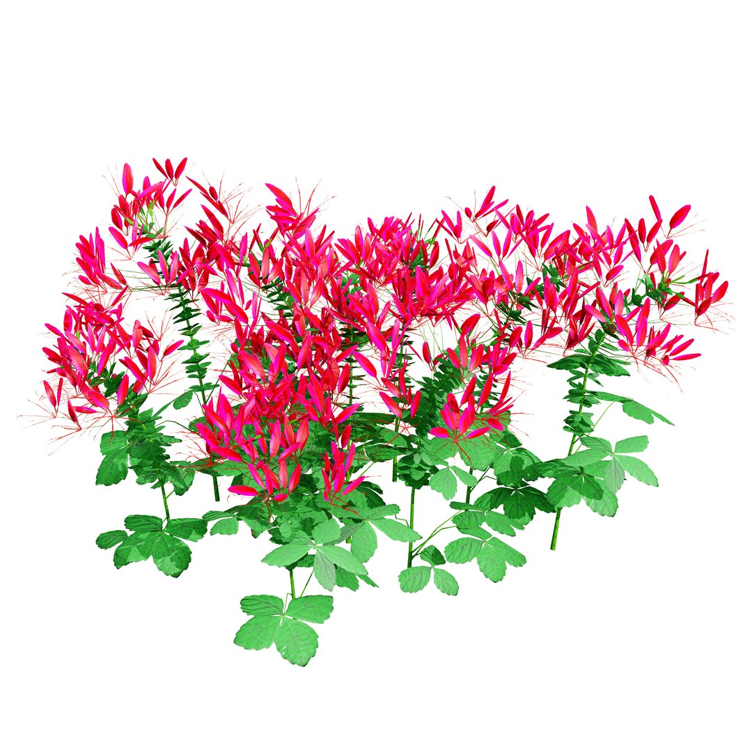3D Australian Flora 3D Pack https://p.turbosquid.com/ts-thumb/T8/42MVaE/DZ/australianspiderflowerbush2/jpg/1744109694/1920x1080/fit_q87/6ee8c40439b0d555482be1e37065bf43525c5d1a/australianspiderflowerbush2.jpg