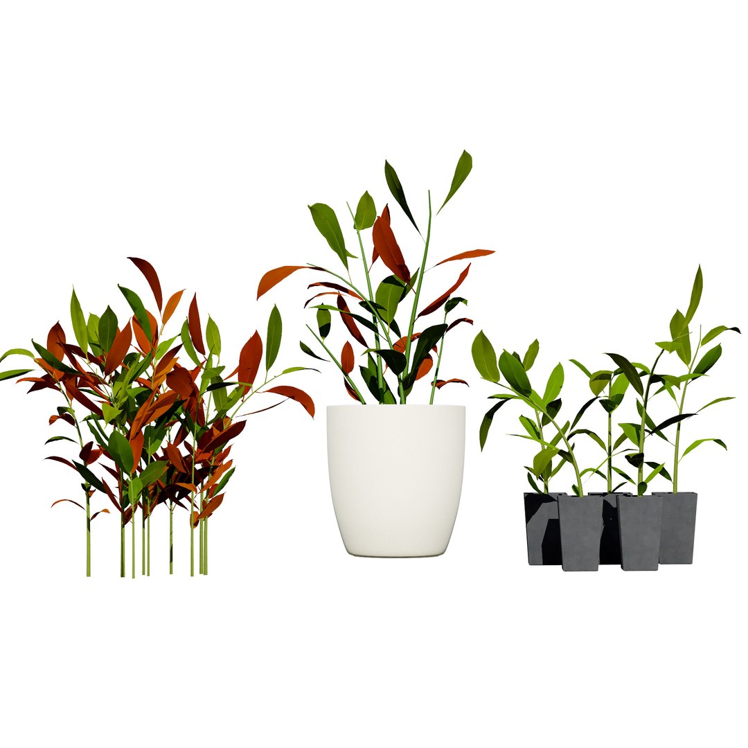 3D Australian Flora 3D Pack https://p.turbosquid.com/ts-thumb/T8/42MVaE/Dr/australiangingeralpiniacaerulea2/jpg/1744109685/1920x1080/fit_q87/a52297ade2ae6b7df995b4868323cccc79edeea9/australiangingeralpiniacaerulea2.jpg