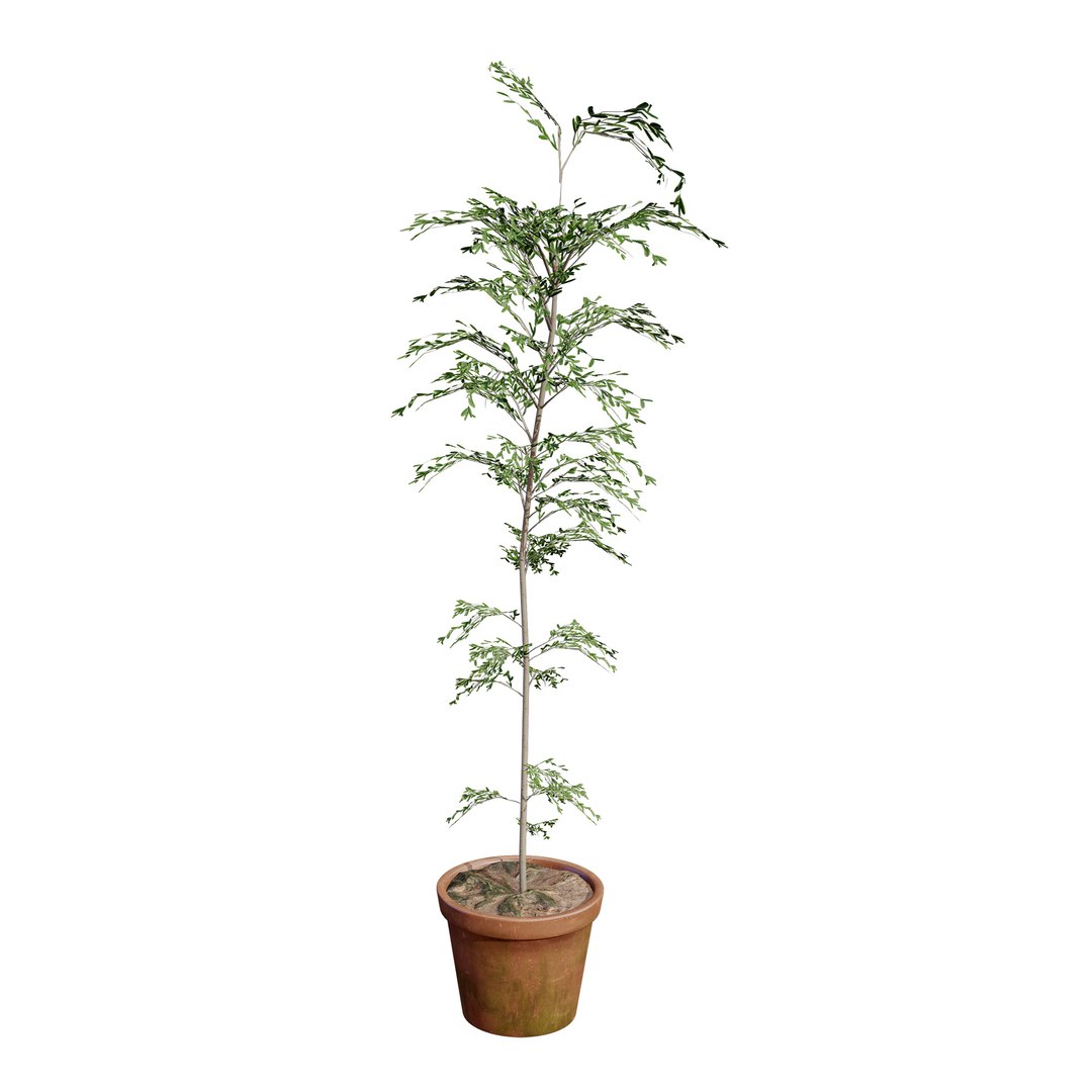 3D Australian Flora 3D Pack https://p.turbosquid.com/ts-thumb/T8/42MVaE/E2/australiancupaniopsisanacardioidestrees13/jpg/1744109680/1920x1080/fit_q87/5b2eb1799806b79a5f66a84cae985d5c76260c0c/australiancupaniopsisanacardioidestrees13.jpg