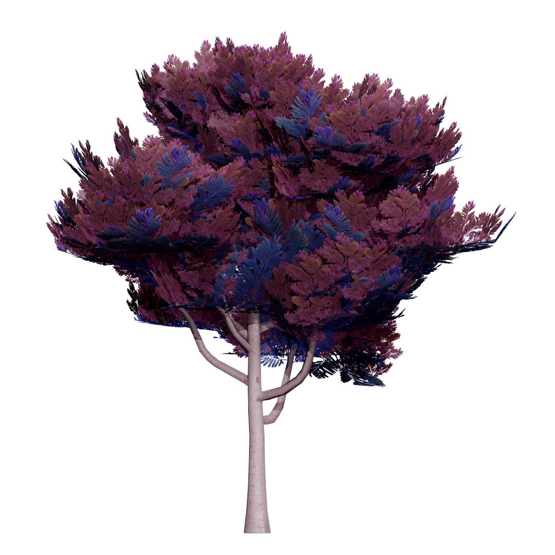 3D Australian Flora 3D Pack https://p.turbosquid.com/ts-thumb/T8/42MVaE/FC/realisticcootamundrawattletree5/jpg/1744109712/1920x1080/fit_q87/c4386c28e3081e7ed7e376cd3167a86118ca5bc2/realisticcootamundrawattletree5.jpg