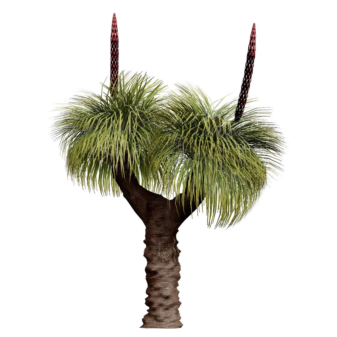 3D Australian Flora 3D Pack https://p.turbosquid.com/ts-thumb/T8/42MVaE/FJ/australianxanthorrhoeapack3/jpg/1744109707/1920x1080/fit_q87/85de3d059704f0e6d4d890f32c4f36b83ec15741/australianxanthorrhoeapack3.jpg