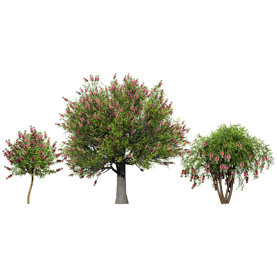 3D Australian Flora 3D Pack https://p.turbosquid.com/ts-thumb/T8/42MVaE/HT/vibrantbottlebrush3dmodels3/jpg/1744109713/1920x1080/fit_q87/3677008588715c3a1e2d1409470f9414b8a8ad85/vibrantbottlebrush3dmodels3.jpg