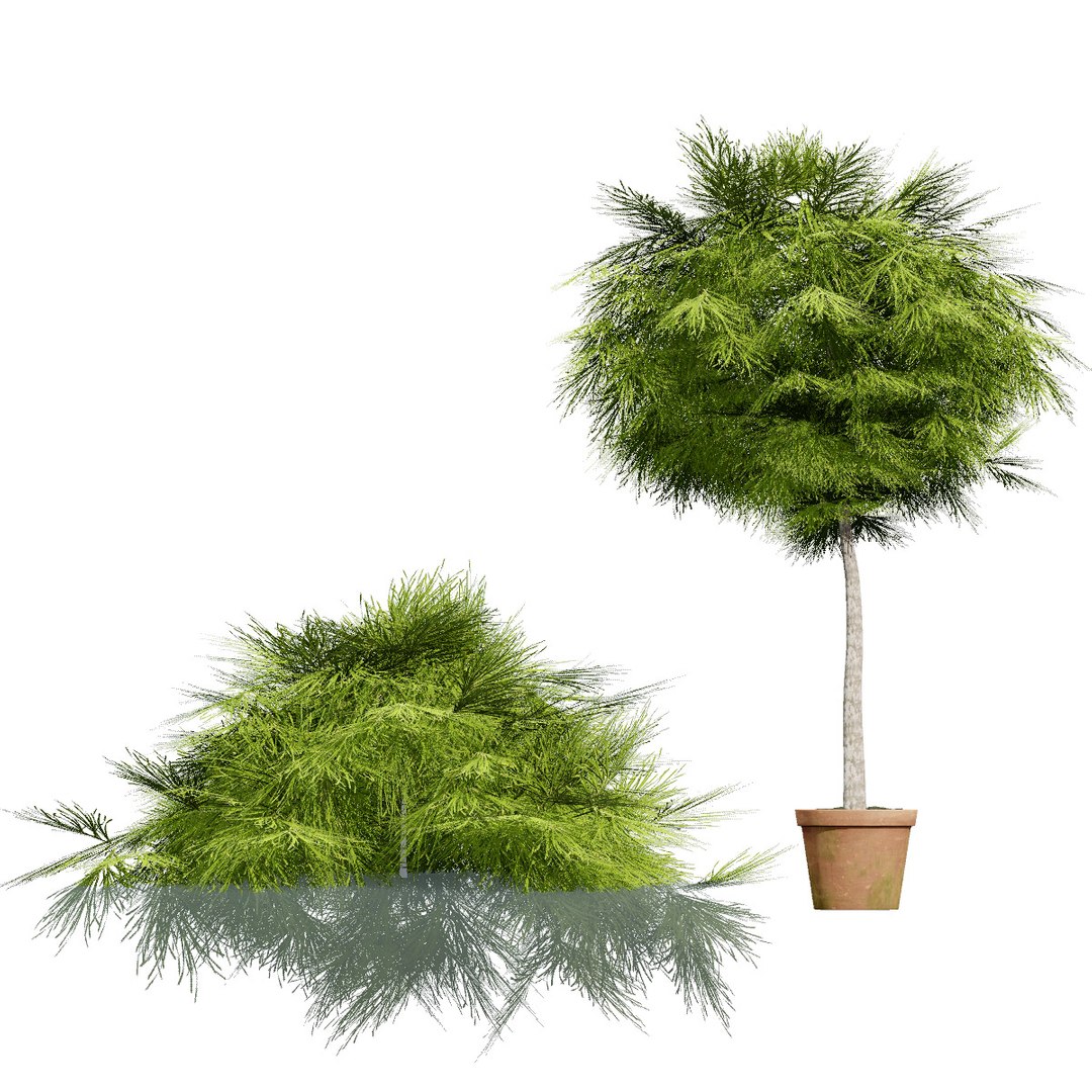 3D Australian Flora 3D Pack https://p.turbosquid.com/ts-thumb/T8/42MVaE/IL/acaciacognatatree10/jpg/1744109607/1920x1080/fit_q87/c330b27c900e923409c05685c6f62b5b0d45843b/acaciacognatatree10.jpg